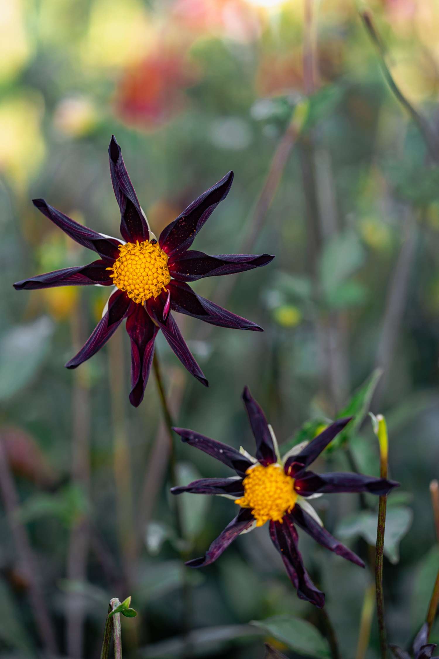 Daalia 'Veronne´s Obsidian'